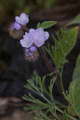 Phacelia breweri