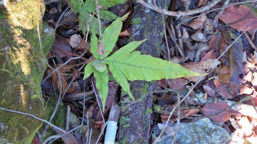 Incised halberd fern (Tectaria incisa)