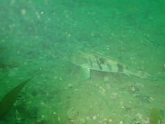 Paralabrax nebulifer