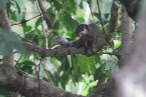 Forest Giant Squirrel