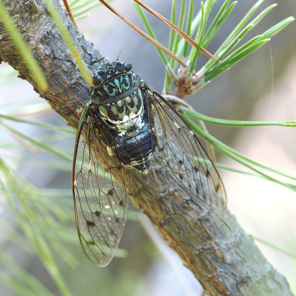 Robust Cicada from Senbon Hon, Numazu, Shizuoka 410-0867, Japan on ...