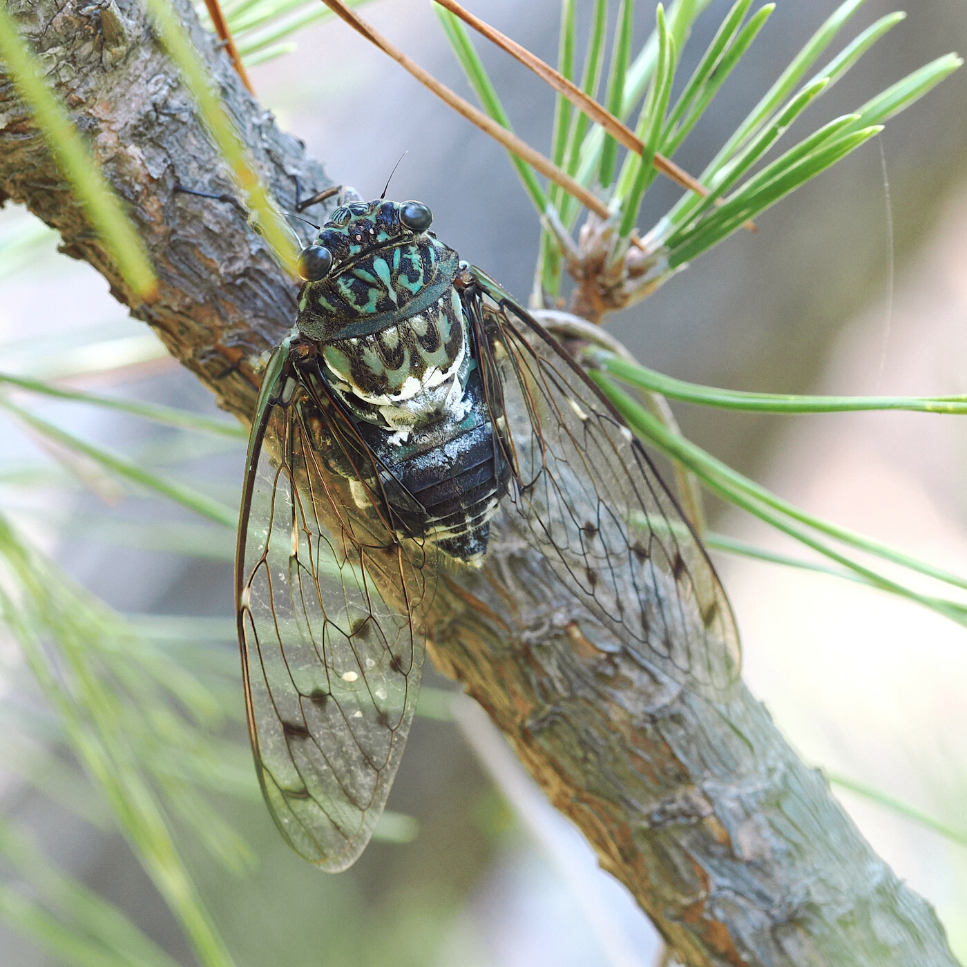 Robust Cicada (Hyalessa maculaticollis) · iNaturalist