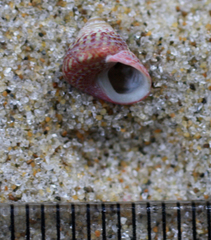 Micrelenchus sanguineus