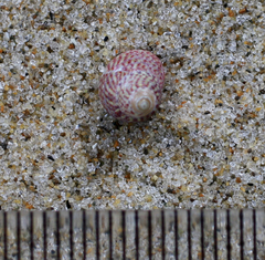 Micrelenchus sanguineus