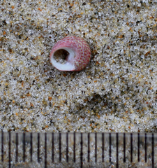 Micrelenchus sanguineus