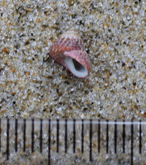 Micrelenchus sanguineus