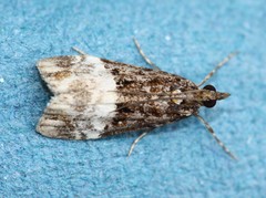 Scoparia minusculalis