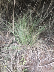 Carex longebrachiata