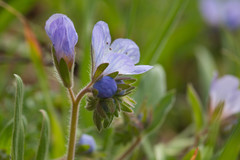 Phacelia divaricata