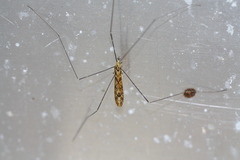 Discobola tessellata