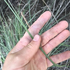 Carex longebrachiata