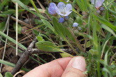 Phacelia divaricata