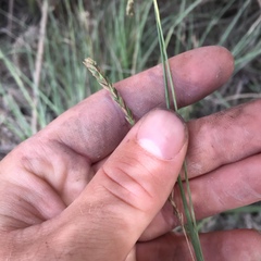 Carex longebrachiata