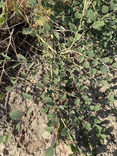 Capparis spinosa — photo 1