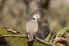 Streptopelia vinacea