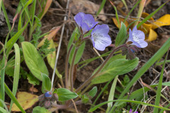 Phacelia divaricata