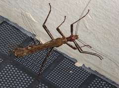 Trachythorax maculicollis