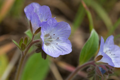 Phacelia divaricata