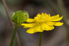 Ranunculus canus