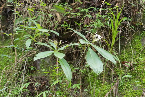 Neohymenopogon parasiticus