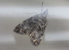 Eudonia minualis