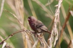 Lagonosticta rufopicta
