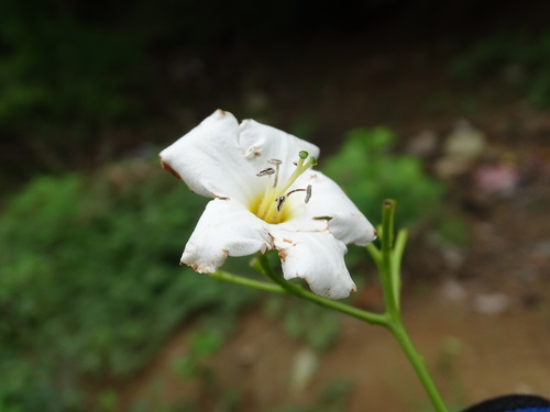 Image of Bourreria huanita by (c) Alexis López Hernández, some rights reserved (CC BY)