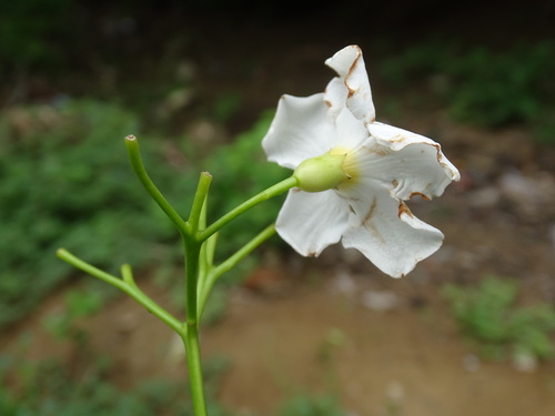 Image of Bourreria huanita by (c) Alexis López Hernández, some rights reserved (CC BY)