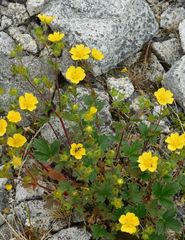 Potentilla fragiformis