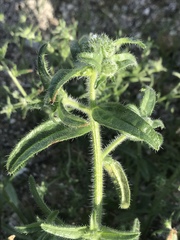Cryptantha barbigera fergusoniae