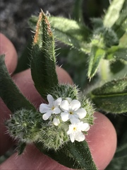 Cryptantha barbigera fergusoniae