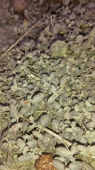 Atriplex buchananii