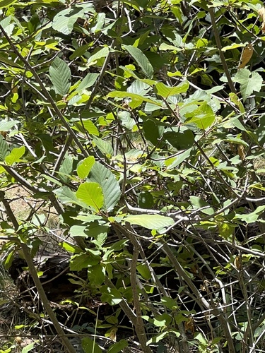 beechleaf frangula (Frangula betulifolia)