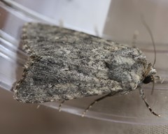 Physetica temperata