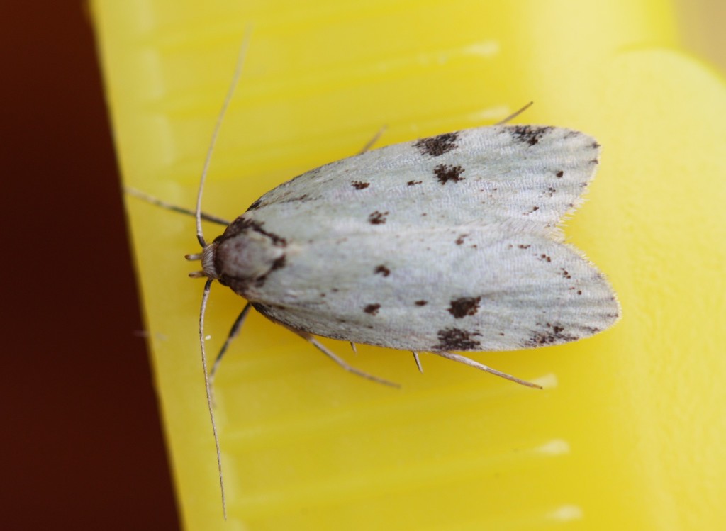 Eulechria zophoessa