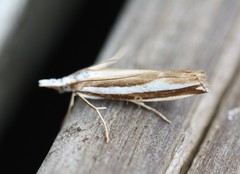 Orocrambus apicellus