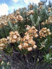 Linochilus rosmarinifolius