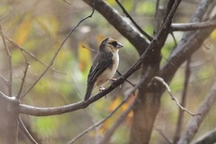 Pachyphantes superciliosus