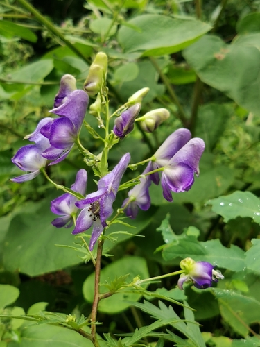 Aconitum jaluense