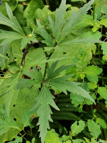 Aconitum jaluense, photograph 1