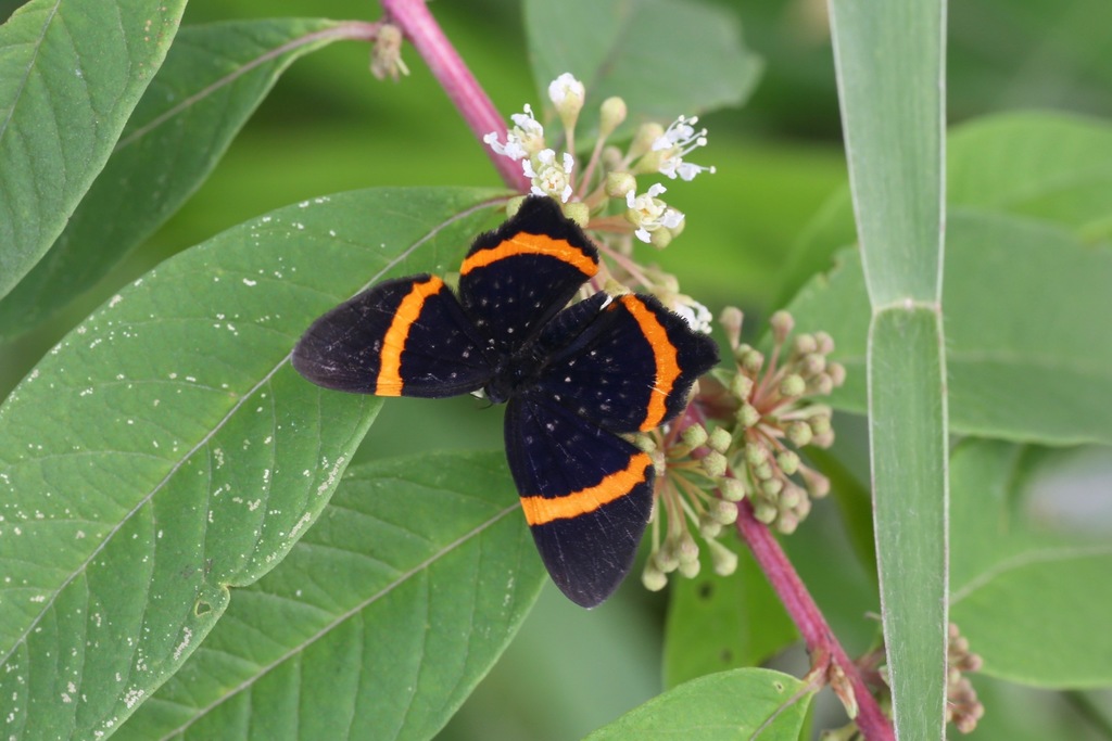 Riodina lysippus