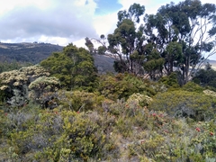 Linochilus rosmarinifolius