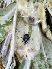 Plethes verrucosus