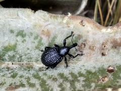 Plethes verrucosus