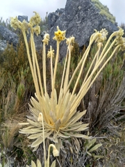 Espeletia congestiflora