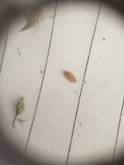 Carex longebrachiata