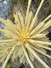 Espeletia congestiflora