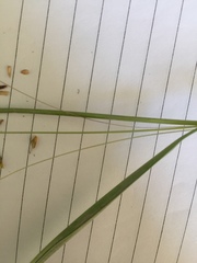 Carex longebrachiata