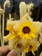Espeletia congestiflora