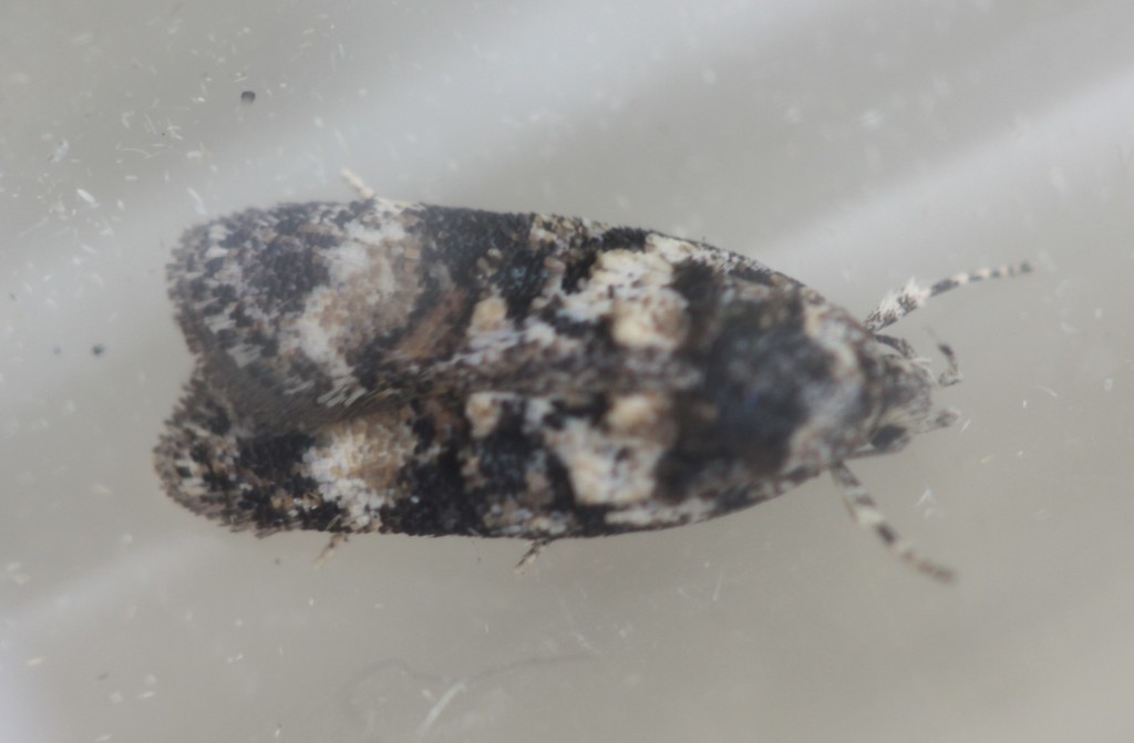 Izatha phaeoptila